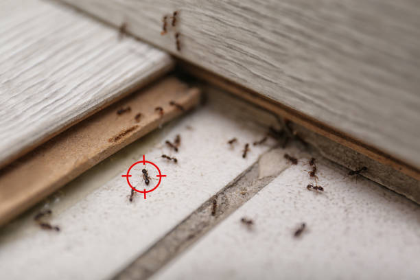 Best Wildlife Control Services  in Sykesville, MD