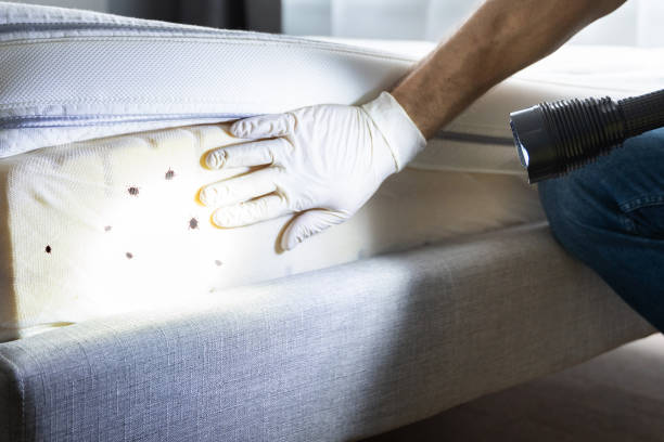 Best Insect Control  in Sykesville, MD