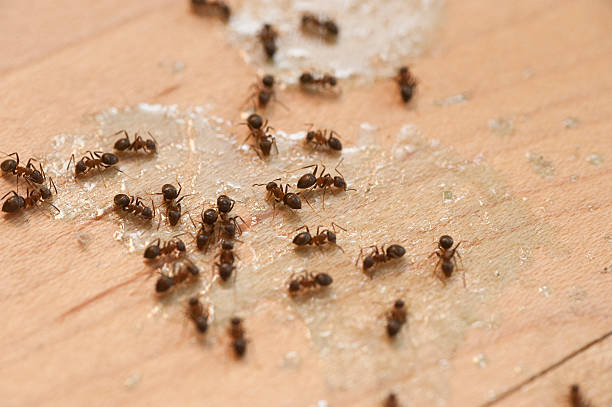 Best Residential Pest Control  in Sykesville, MD